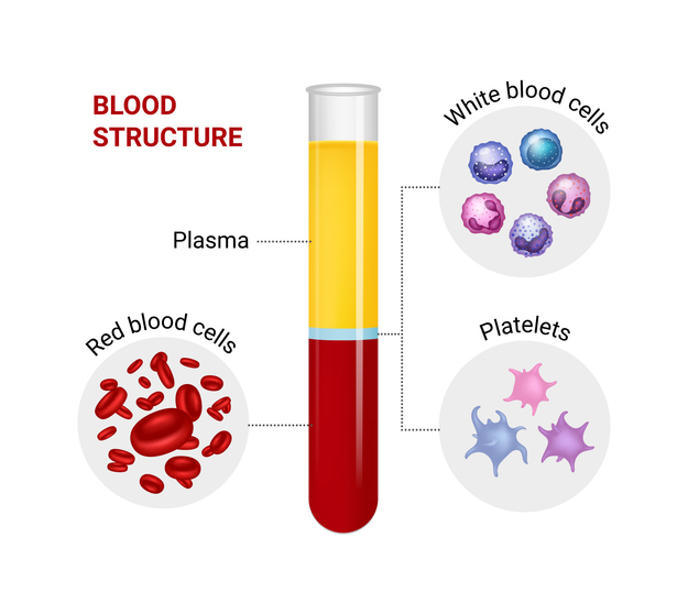 Blood structure showing a vial of separated plasma, red blood cells, white blood cells, and platelets.